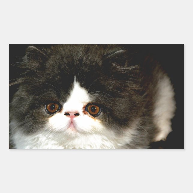 Pegatina Rectangular Gatito blanco y negro (Anverso)