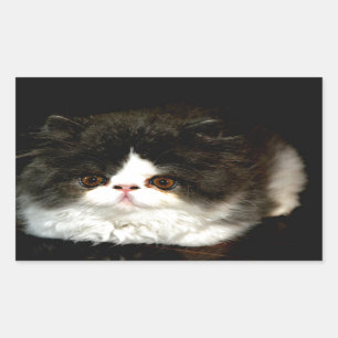 Pegatina Rectangular Gatito blanco y negro