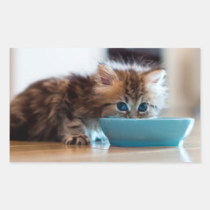 Pegatina Rectangular Gatito persa joven