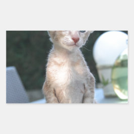 Pegatina Rectangular Gatito siamés sobre una mesa