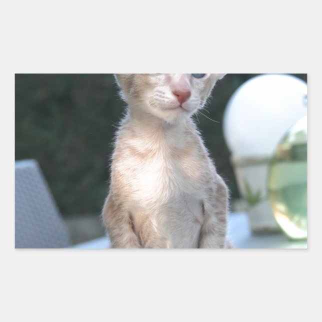 Pegatina Rectangular Gatito siamés sobre una mesa (Anverso)