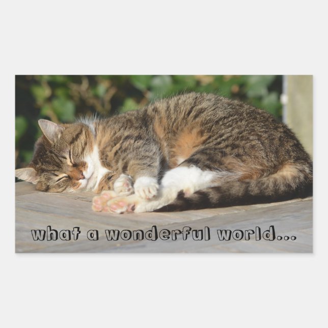 Pegatina Rectangular Gatito somnoliento (Anverso)