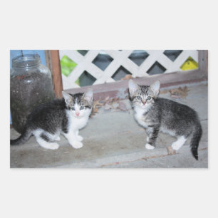 Pegatina Rectangular Gatitos