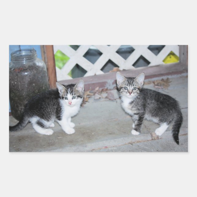 Pegatina Rectangular Gatitos (Anverso)