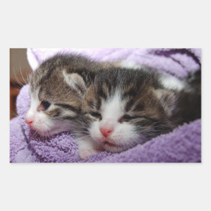 Pegatina Rectangular Gatitos somnolientos
