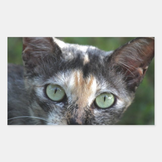 Pegatina Rectangular Gato blanco gris marrón con ojos verdes (Anverso)