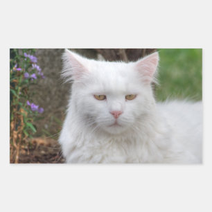 Pegatina Rectangular Gato blanco serio