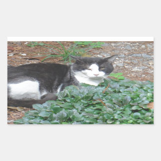 Pegatina Rectangular Gato blanco y negro en la vegetación