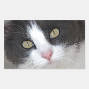 Pegatina Rectangular gato gris bonito y blanco