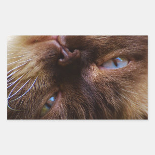 Pegatina Rectangular gato lindo mascota puré miau ojos cara macro graci