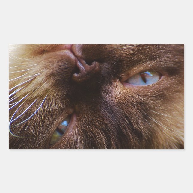 Pegatina Rectangular gato lindo mascota ronroneo maullar ojos cara macr (Anverso)