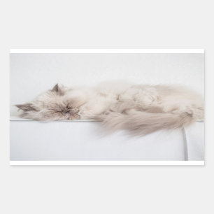 Pegatina Rectangular Gato persa