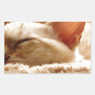 Pegatina Rectangular Gato somnoliento