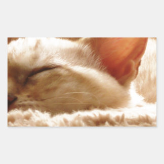 Pegatina Rectangular Gato somnoliento