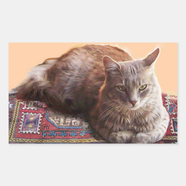 PEGATINA RECTANGULAR GATO TURCO EN LA VIEJA CARPETA (Anverso)