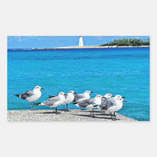 Pegatina Rectangular Gaviotas, Nassau, Bahamas 
