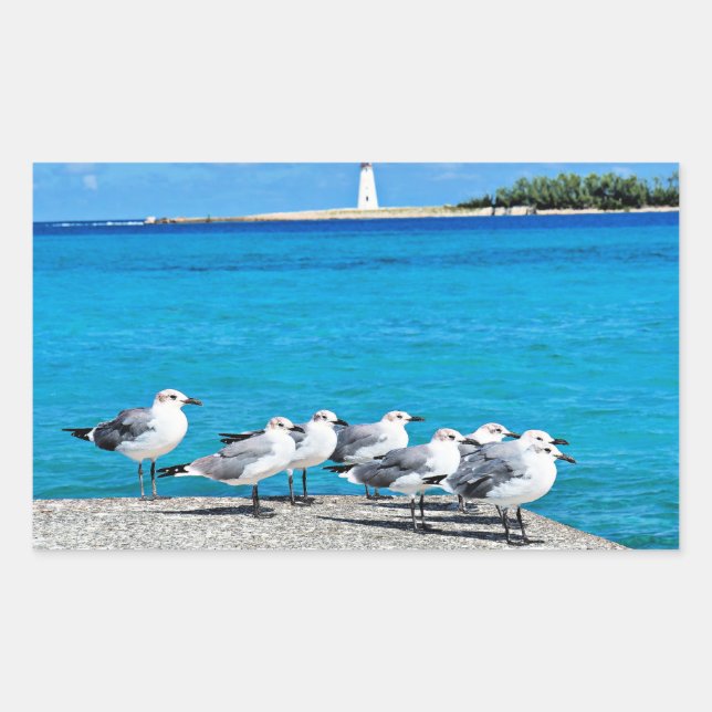 Pegatina Rectangular Gaviotas, Nassau, Bahamas  (Anverso)