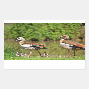 Pegatina Rectangular Geese y pollitos egipcios