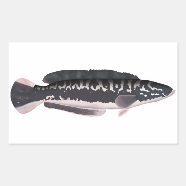 Pegatina Rectangular Giant Snakehead (Anverso)