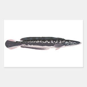 Pegatina Rectangular Giant Snakehead