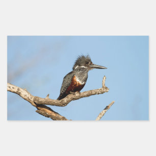 Pegatina Rectangular Gigante Kingfisher
