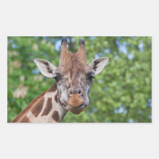 Pegatina Rectangular Giraffe atenta (Anverso)