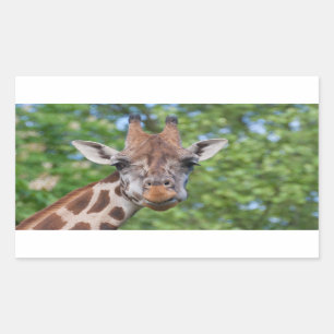 Pegatina Rectangular Giraffe atenta