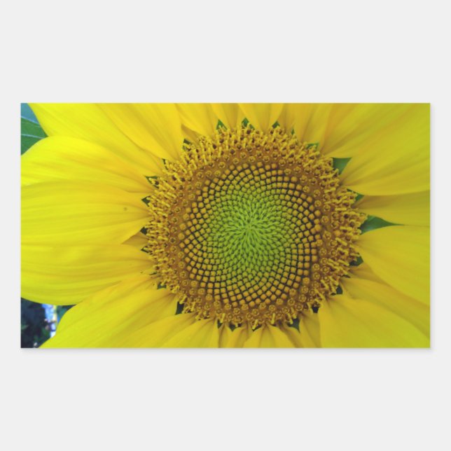 Pegatina Rectangular Girasol y semillas, espiral, relación dorada (Anverso)