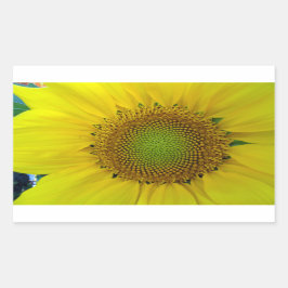 Pegatina Rectangular Girasol y semillas, espiral, relación dorada