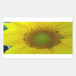 Pegatina Rectangular Girasol y semillas, espiral, relación dorada