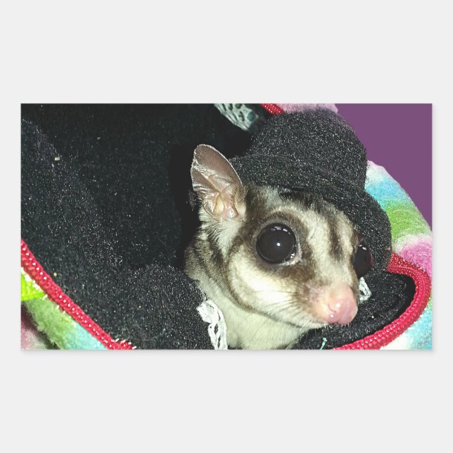 Pegatina Rectangular Glider azucarero usando un Gorra (Anverso)