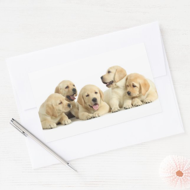 Pegatina Rectangular Golden Labrador Puppy Pile (Sobre)