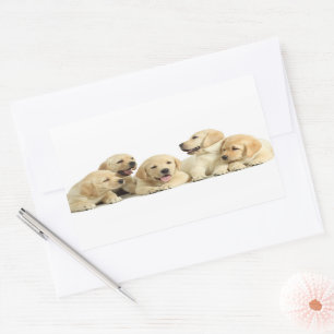 Pegatina Rectangular Golden Labrador Puppy Pile
