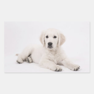 Pegatina Rectangular Golden Retriever