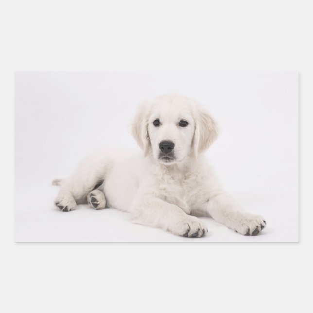 Pegatina Rectangular Golden Retriever (Anverso)