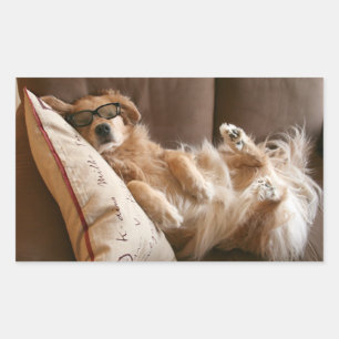 Pegatina Rectangular Golden Retriever Asleep on Pillow