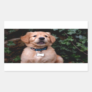 Pegatina Rectangular Golden Retriever Puppy