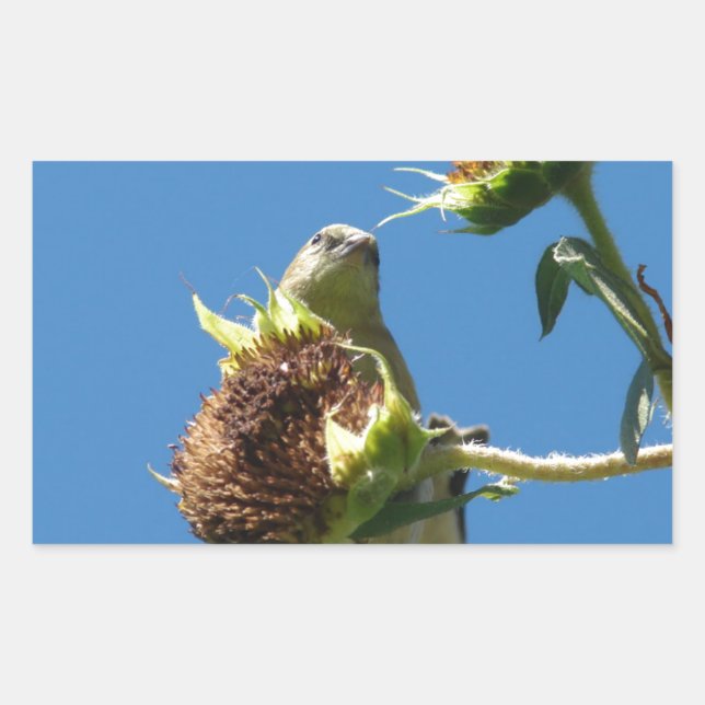 Pegatina Rectangular Goldfinch (Anverso)