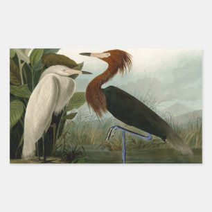 Pegatina Rectangular Grabado de Garza Morada de Audubon: Arte de Aves