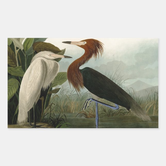 Pegatina Rectangular Grabado de Garza Morada de Audubon: Arte de Aves (Anverso)