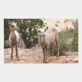 Pegatina Rectangular Graciosa oveja bighorn en el Parque Nacional de Zi