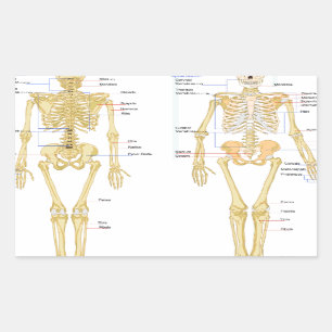 Pegatina Rectangular Gráfica de anatomía etiquetada para esqueleto huma