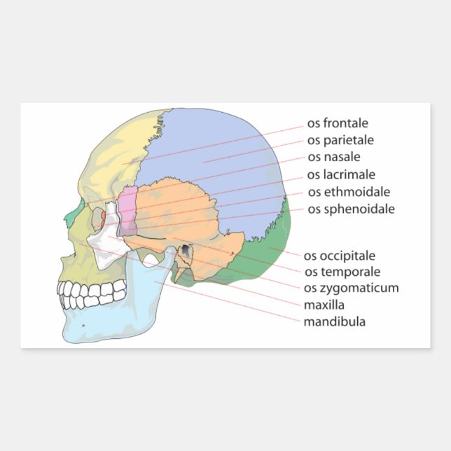 Pegatina Rectangular Gráfico de nombres de huesos del cráneo humano (Anverso)
