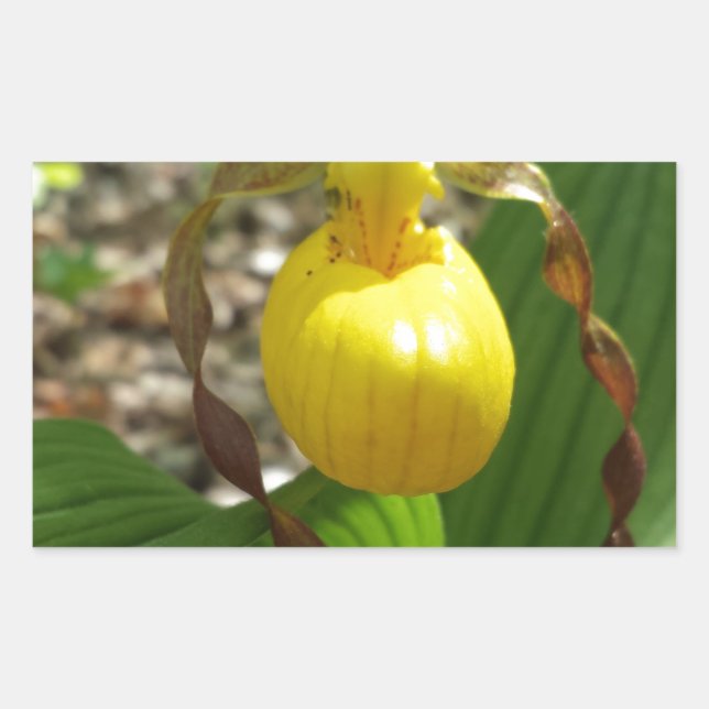 Pegatina Rectangular Gran Dama Amarilla Slipper Cypripedipedium (Anverso)