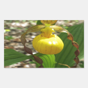 Pegatina Rectangular Gran Dama Amarilla Slipper Cypripedipedium