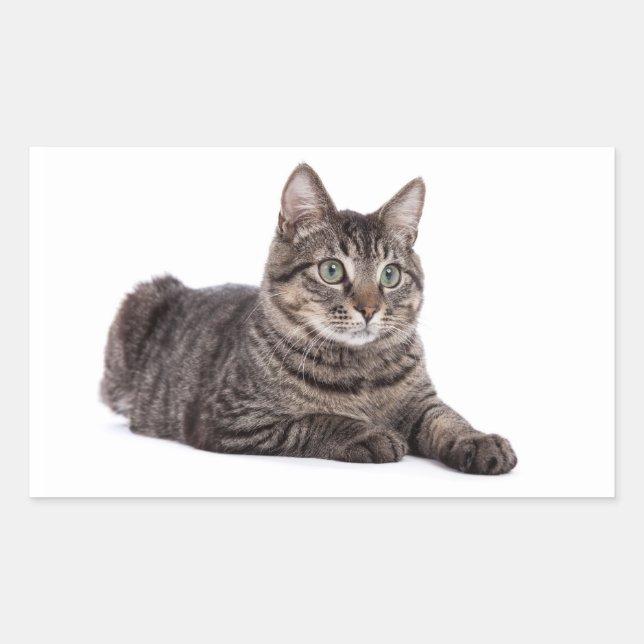 Pegatina Rectangular Gray Tabby Cat (Anverso)