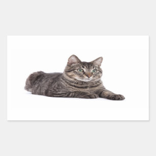 Pegatina Rectangular Gray Tabby Cat