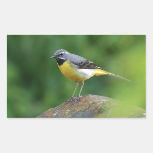 Pegatina Rectangular Gray Wagtail - pájaro