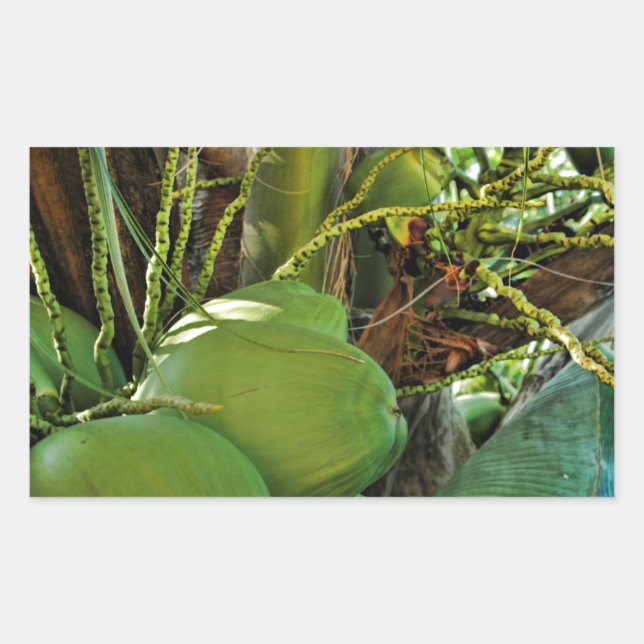 Pegatina Rectangular Green Island Coconuts Palm Tree (Anverso)