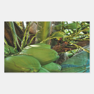 Pegatina Rectangular Green Island Coconuts Palm Tree